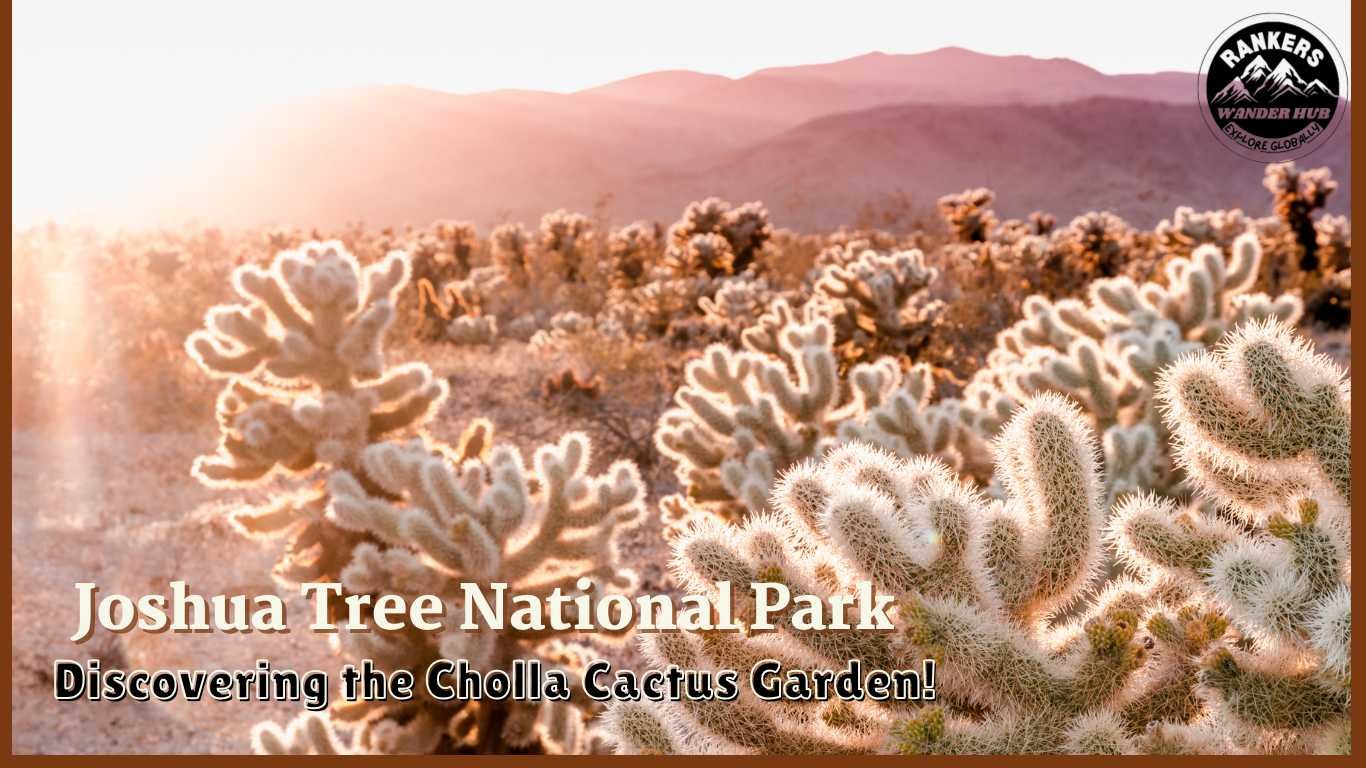  Sunlight illuminating the Cholla Cactus Garden in Joshua Tree National Park, highlighting the unique cacti.